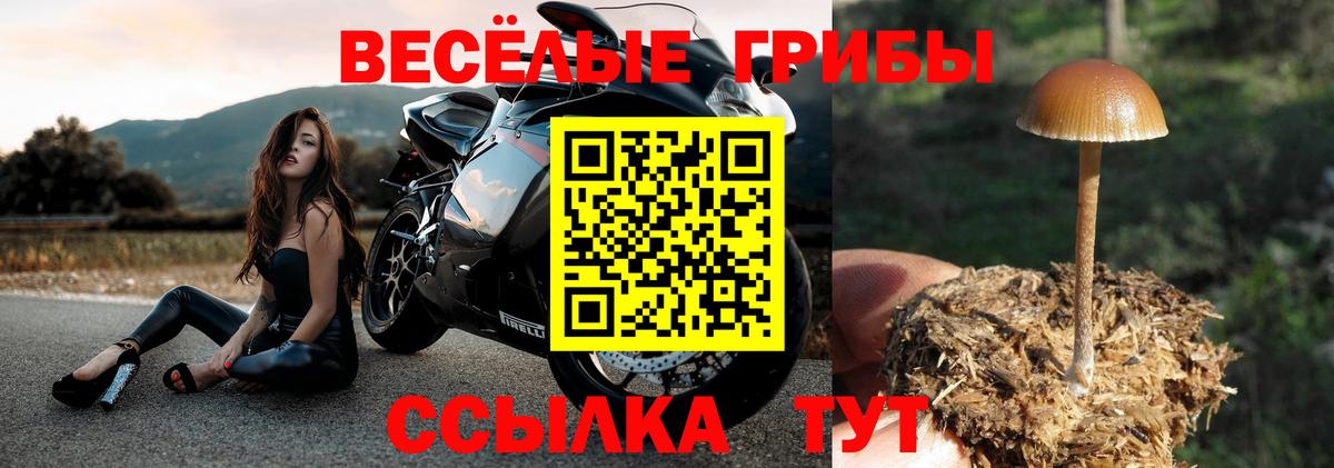 Псилоцибиновые грибы мухоморы Губкинский